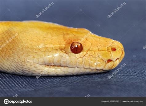 Close Picture Yellow Snake Red Eyes — Stock Photo © image_hit #372261676