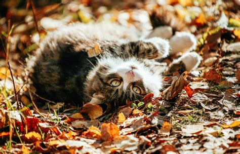 5 Raisons Pour Lesquelles Votre Chat Adore L Automne Depuis Mon Hamac