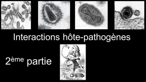 Partie Ii Du Cours Interactions H Te Pathog Ne Youtube