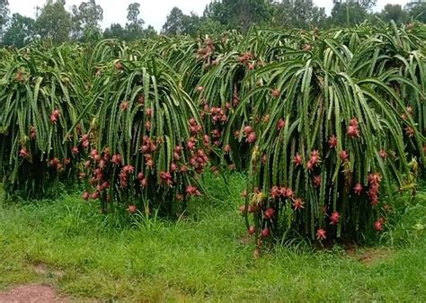 मोठा बदल सांगलीत ‘ड्रॅगन फ्रूट फार्मिंगने आणली क्रांती आता ऊस आणि द्राक्षे सोडून शेतकरी घेत