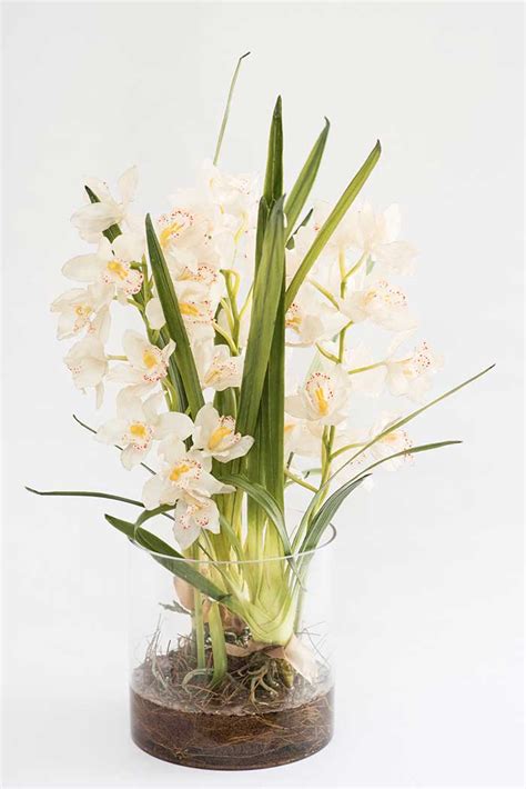 Bloomin Beautiful Flowers White Cymbidium Orchids In Cylindrical Glass