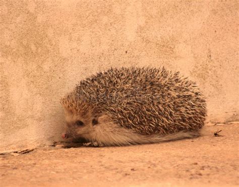 Pippo The Little Hedgehog Looking For Insects 1312 11 10 9 8 7 6 5 43