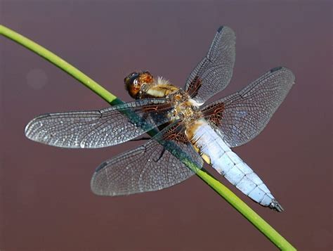 Female Dragonflies Will Literally Fake Their Own Deaths To Avoid Males Grandma S Things