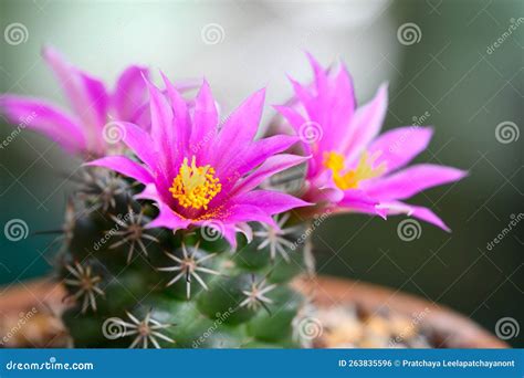 Mammillaria Schumannii Cactus Pink Flower In Full Bloom Stock Photo