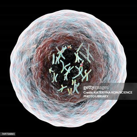 chromosomes   premium high res pictures getty images
