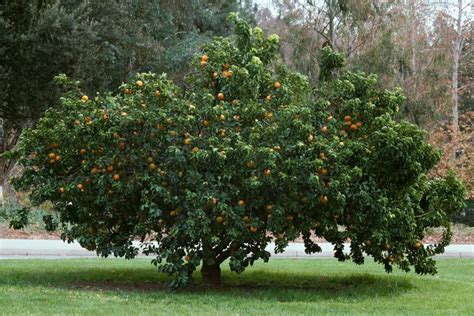 How To Grow And Care For Orange Trees