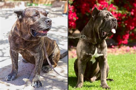 Presa Canario Vs Cane Corso: Similar, But Different?