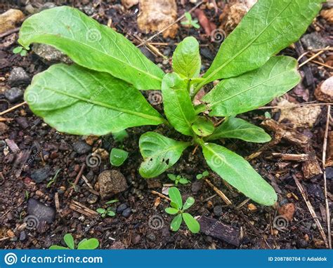 Plantas De Hojas Que Crecen Y Se Desarrollan En El Este De Indonesia