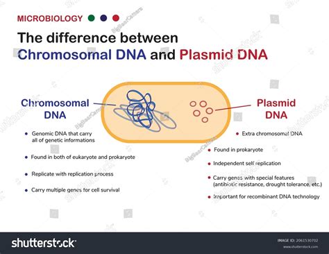 Vektor Stok Microbiology Diagram Explain Difference Between Chromosomal