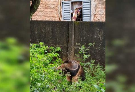 Morador Encontra Tamandu No Quintal De Resid Ncia Dourados News