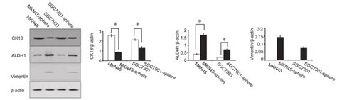 Expression of cancer stem cell markers in parental cells and ...