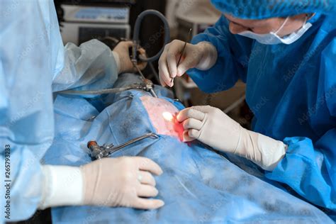 Vet Doing The Operation For Sterilization The Cat On The Operating