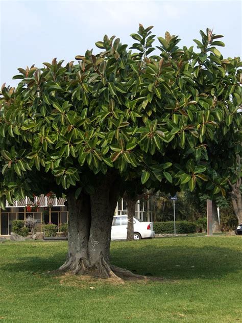 Burgundy Rubber Tree Ficus Elastica Urban Tropicals