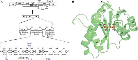 Hiv Integrase In Topology A Schematic Diagram Of Hiv In The