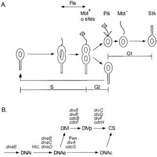 C Crescentus Cell Cycle A Sequence Of Developmental Events In The