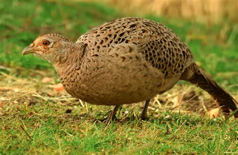 Female Pheasant Information : Their Appearance, Sounds, And Ability