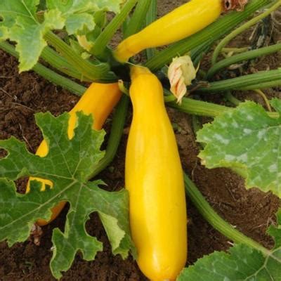 Plant De Courgette Jaune Gold Rush Bio Plantzone