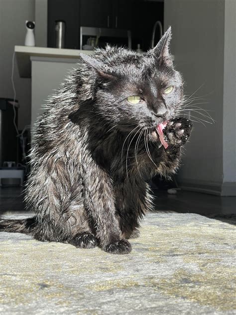 My silly little void, Nami, has gone back to the great void. She was