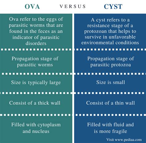 Difference Between Ova And Cyst Definition Facts Structure Differences