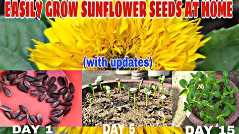 How To Grow Sunflower Seeds At Home With Updates Youtube