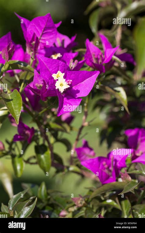 Bougainvillea Spectabilis Hi Res Stock Photography And Images Alamy