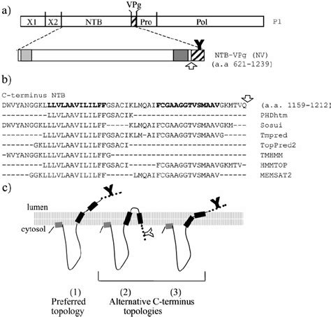 Analysis Of Possible Transmembrane Helices In The Ntbvpg Polyprotein