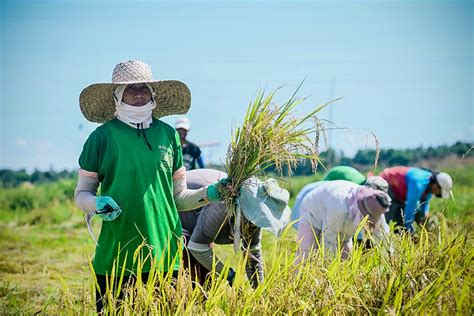 PIA PBBM Expects Rice Prices To Stabilize As Harvest Starts In Major