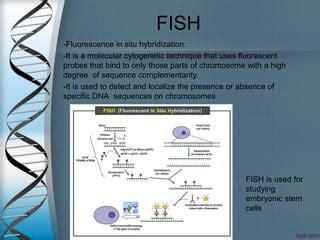 Cytogenetic techniques | PPT