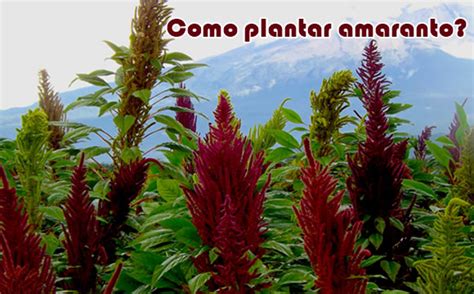 Como Plantar Amaranto