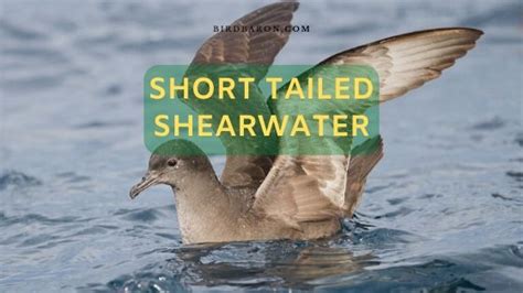 Short Tailed Shearwater - Yolla, Moonbird, Muttonbird - BirdBaron