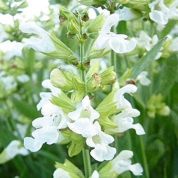 Salie Albiflora Salvia Officinalis Albiflora MijnTuin Org