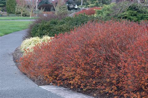 Magic Carpet Spirea In Winter Carpet Vidalondon