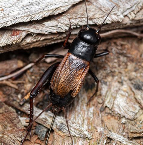 Fall Field Cricket Gryllus Pennsylvanicus Bugguide Net