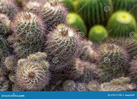 Cactus desert plants. stock photo. Image of market, closeup - 279177190