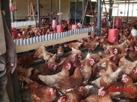 Overview Of Poultry Industry In South Africa The Poultry Guide