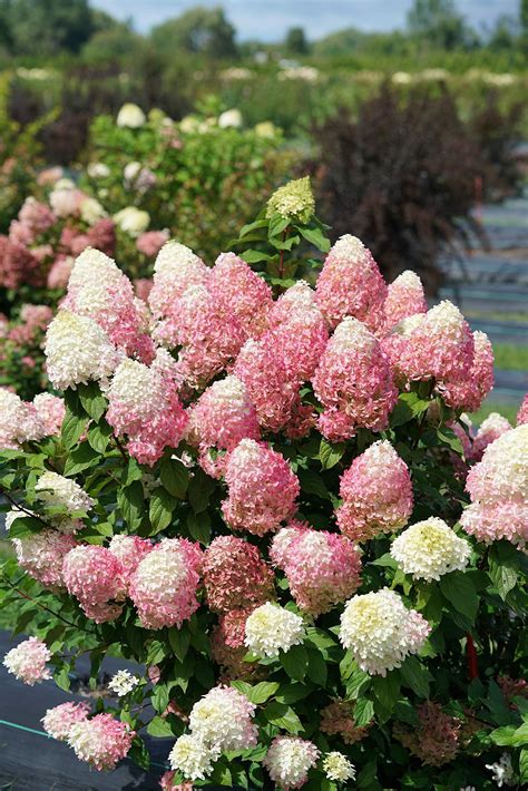 Amazon Proven Winners Hydrangea Pan Fire Light Panicle