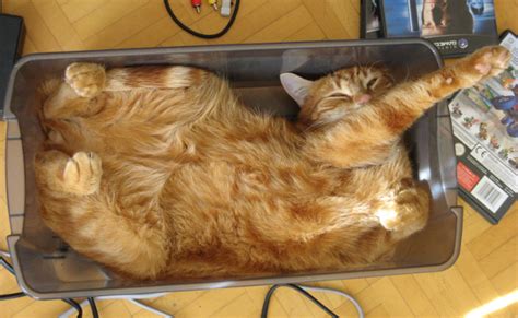 Pourquoi Les Chats Aiment Autant Les Bo Tes En Carton L Internet