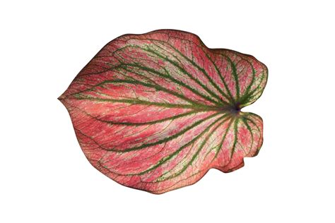 Beautiful Caladium Bicolor Leaves 20943675 PNG