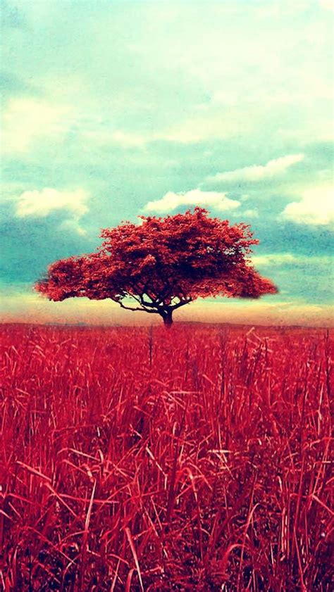 🔥 [50+] Tree iPhone Wallpapers | WallpaperSafari