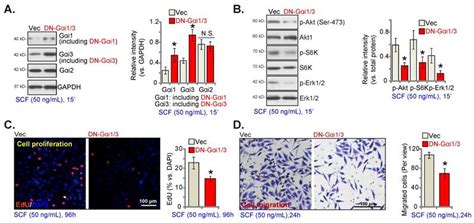 Scf C Kit Activated Signaling And Angiogenesis Require Gαi1 And Gαi3