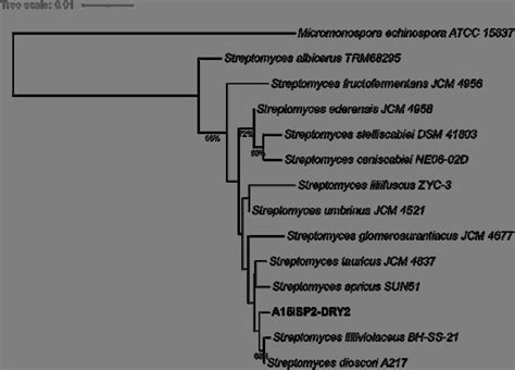 16s Rrna Gene Sequence Phylogeny Of A15isp Dry2 T Produced With The