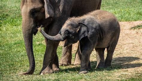 Rosamond Gifford Zoo Mourns Loss of Elephant Calf to Herpes Virus