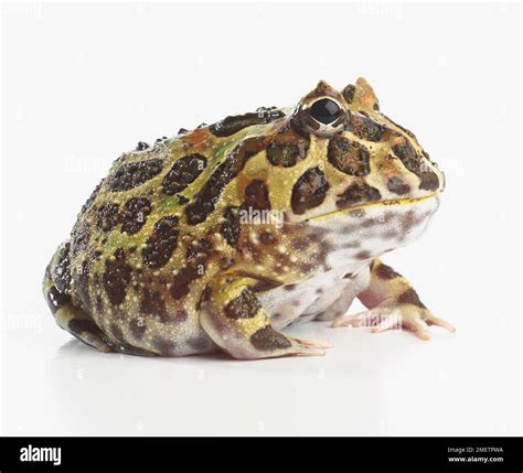 Argentine Horned Frog Ornate Horned Frog Or Pacman Frog Ceratophrys