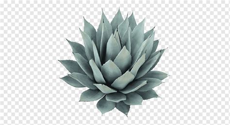 Agave Azul Agave Nectar Cactaceae Tequila Agave Salmiana Cactus Agave