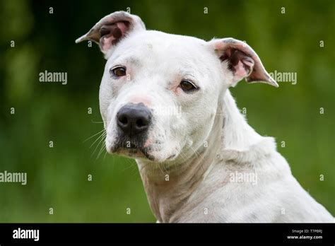 Portrait Of A White American Pit Bull Terrier Female Dog Stock Photo