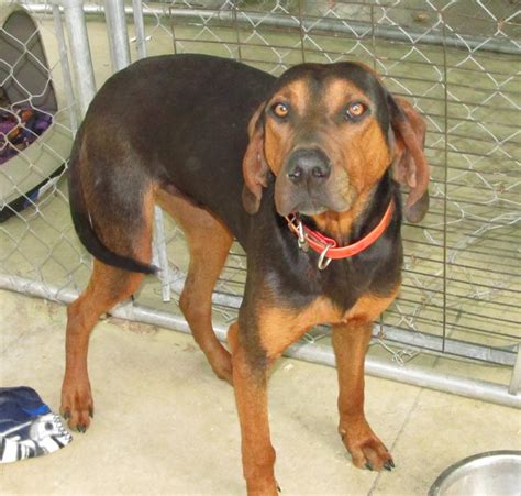 lee county animal shelter 3