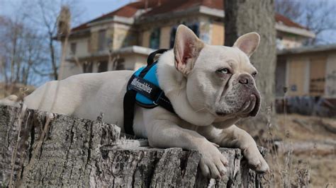 Rare, Mysterious, and Simply Adorable: The Lilac French Bulldog You Never Knew You Needed!