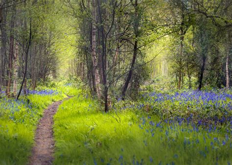 Dreamy Forest Poster Picture Metal Print Paint By Svetlana Sewell