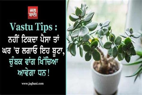 Vastu Tips ਨਹੀਂ ਟਿਕਦਾ ਪੈਸਾ ਤਾਂ ਘਰ ਚ ਲਗਾਓ ਇਹ ਬੂਟਾ ਚੁੰਬਕ ਵਾਂਗ ਖਿੱਚਿਆ