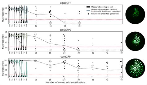 Predicting functional GFP mutants. Violin plots show the distribution... | Download Scientific ...